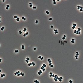 Живучие бактерии (scientificamerican.com)